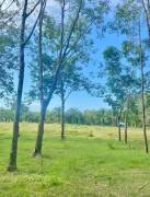 a rubber tree plantation 10.3 Acres