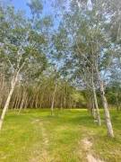 a rubber tree plantation 10.3 Acres